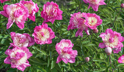 Peony Bark Stubbs - magnificent anemone-shaped flowers that look like a pink-crimson saucer,...
