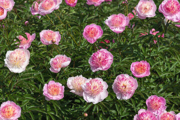 Peony grassy "Pearl placer". Japanese form. At first, the shade of the flower is pale pink or creamy pink with silvery edges, and as the peony develops, it gradually brightens.