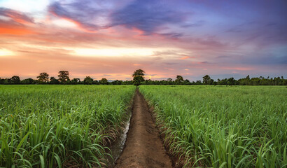 Sugarcane field with sunset sky. - 441718623