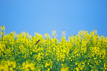 A yellow bird in a rape field of yellow flowers. High quality photo