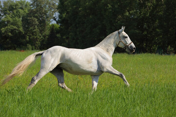 Fototapeta na wymiar Andalusian horse galloping near the stud farm 