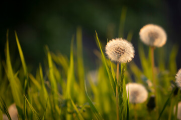White dandelion flower of seeds in the grass with copy space in spring evening