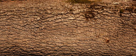 Natural tree bark texture for all kinds of graphic designs.