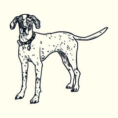 Vintage hand drawn german shorthaired pointer dog2