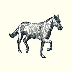 Vintage hand drawn black horse