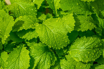 young plants of black mustard (Brassica nigra) with water drops.