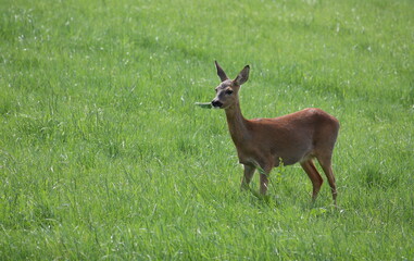 Junges Reh auf der Wiese beim Äsen in der Morgensonne