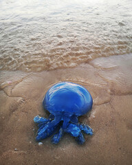 Fototapeta na wymiar Blue jellyfish on the shores of the Mediterranean Sea. Tel Aviv, Israel.