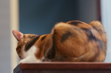 A domestic cat taking a nap on the table , lonely pet concept
