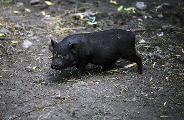 A young Vietnamese pig are walking around the farm.