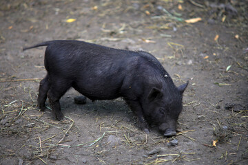 A young Vietnamese pig are walking around the farm.