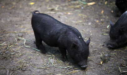 A young Vietnamese pig are walking around the farm.