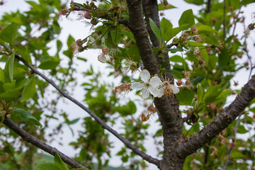 cherry blossom with green leaves on sky background in sunny weather