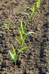 field with corn in spring. Parposts of plants began to grow in a straight line. Field of an agricultural enterprise