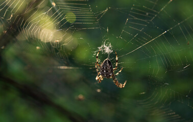 Cross spider in its web against a background of greenery