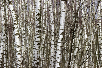 birch trees - National Park Maasduinen in the Netherlands