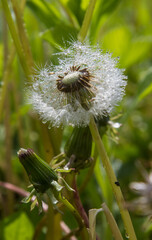 dandelion in drops of water in sunny weather