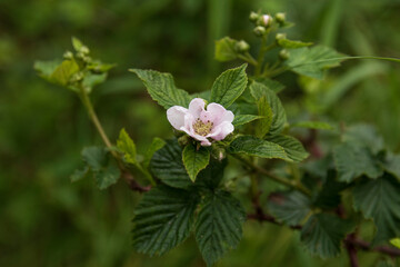 White wild rose on a green background