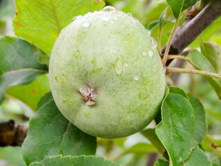 krasivoye zelonoye yabloko na dereve
33 / 5000
Результаты перевода
beautiful green apple on the tree 