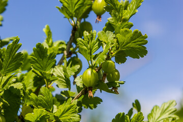 gooseberry fruits in the garden on a sunny day