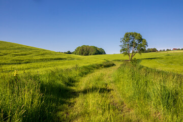 A luscious green meadow under a blue sky