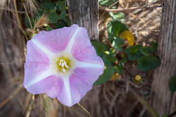 Fototapeta premium Close-up of a pink bindweed flower on a sand dune 