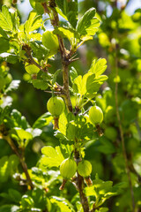 gooseberry fruits in the garden on a sunny day