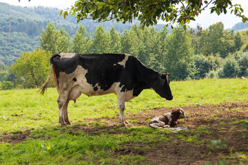 Black and white cow gives birth to a calf in a pasture © Joanna Posiak