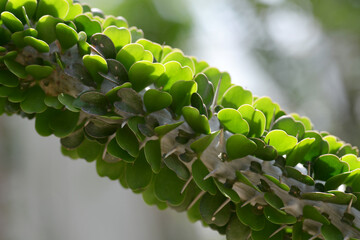 アルアウディア