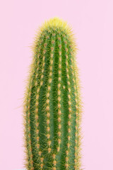 Cactus on a light pink background. Close-up. - 441721656