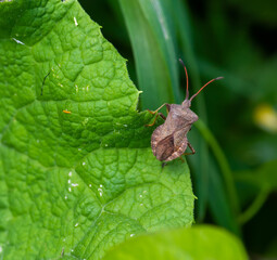 brown beetle on a green leaf in summer