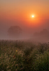Misty meadow during sunrise