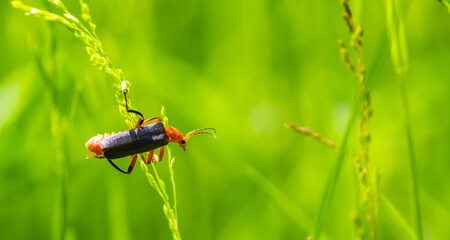 red and black beetle on a green leaf in summer