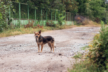 A small brown dog stands in anticipation on a country road