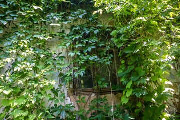 Naklejka na ściany i meble window in an abandoned house cracked vegetation