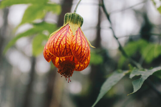 Red Abutilon (Chinese lantern) Flower and commonly known as Abutilon pictum, Abutilon striatum, Redvein Abutilon, Indian mallow artery, Redvein Maple Maple. Flowering beautifully bright .