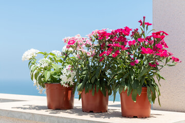 Potted flowers on a stone wall against the background of the sea and clear sky on a sunny summer day. - 441722016