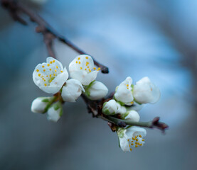 blossom in spring