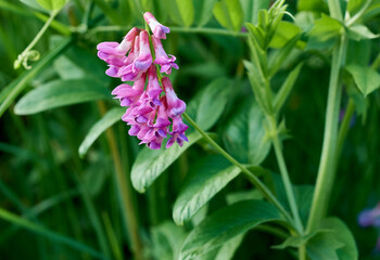 bells bright pink flowers on the flowerbed
