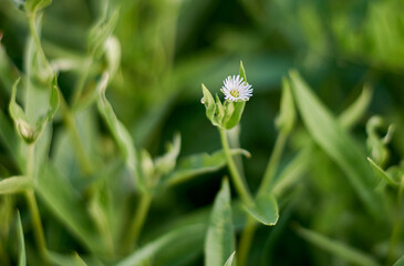 tiny daisy in wriggling green grass