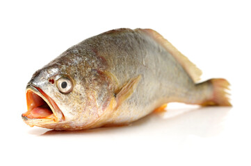 Fresh fish on white background
