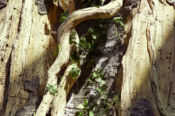 Lianas stones and tropical plants as background and texture