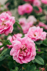 The hardy Hurdalsrosa Rose in a garden up to the Totenåsen Hills, Norway.