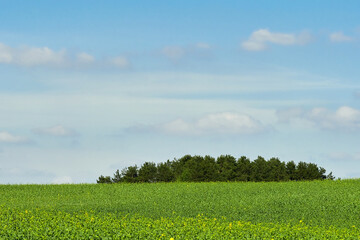 Agricultural field, forest and sky with clouds