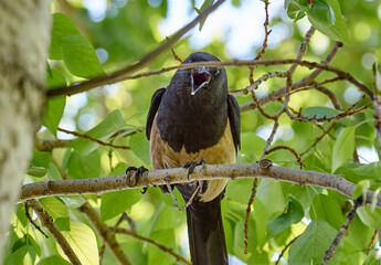 violent aggression on the part of the bird