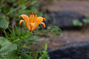 濡れる石段の脇にに咲くオレンジ色のスカシユリ