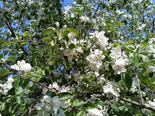 The apple tree blooms with large white flowers.