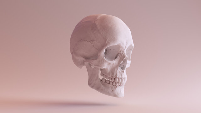 White Human Female Skull Medical Anatomical with Jaw Quarter Right Side 3d illustration render