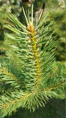 Young pine branch