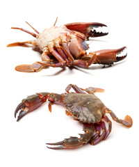 sea crab on white background 